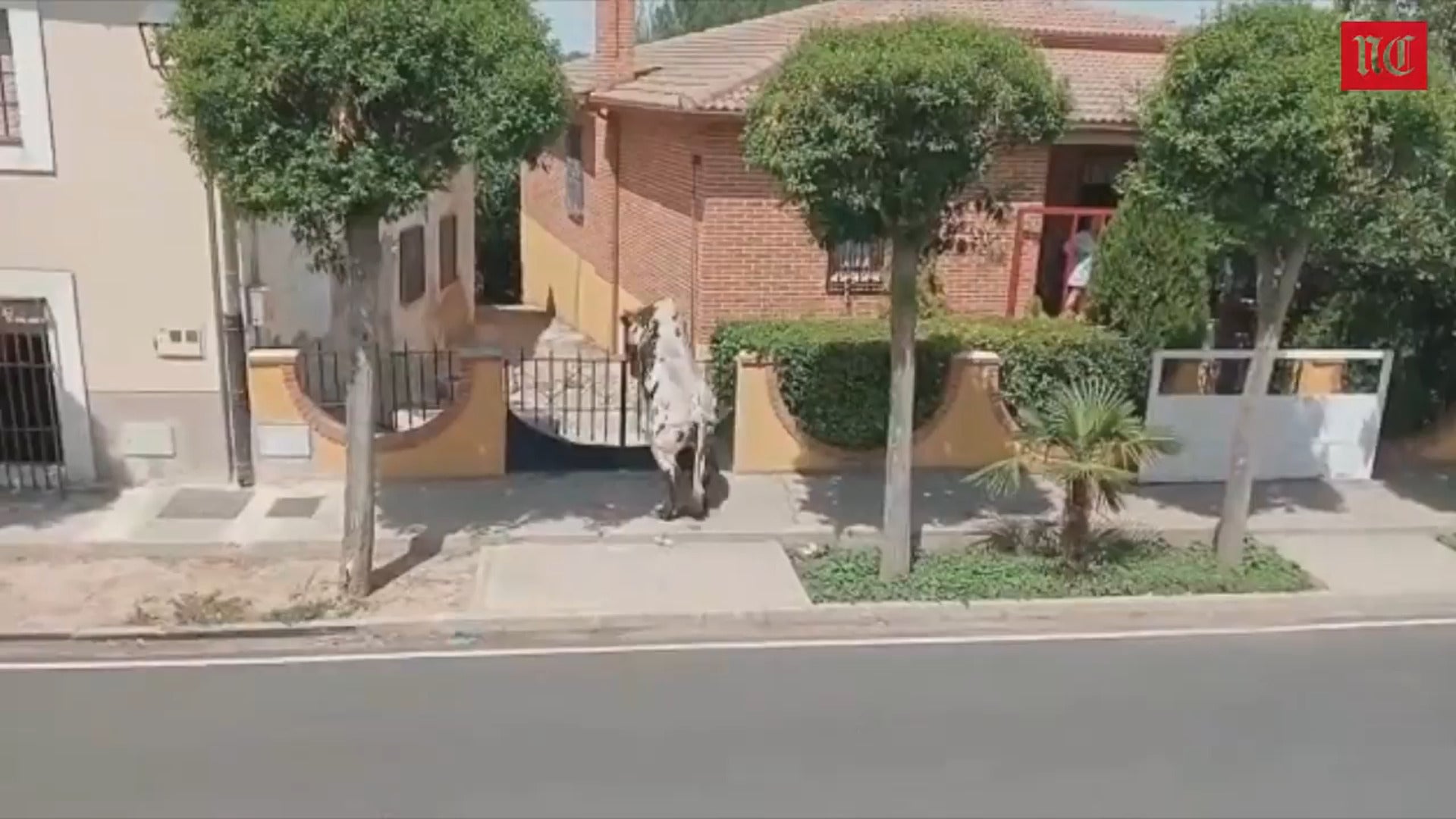 Un buey salta al interior de una vivienda durante el encierro de Pollos (Valladolid)