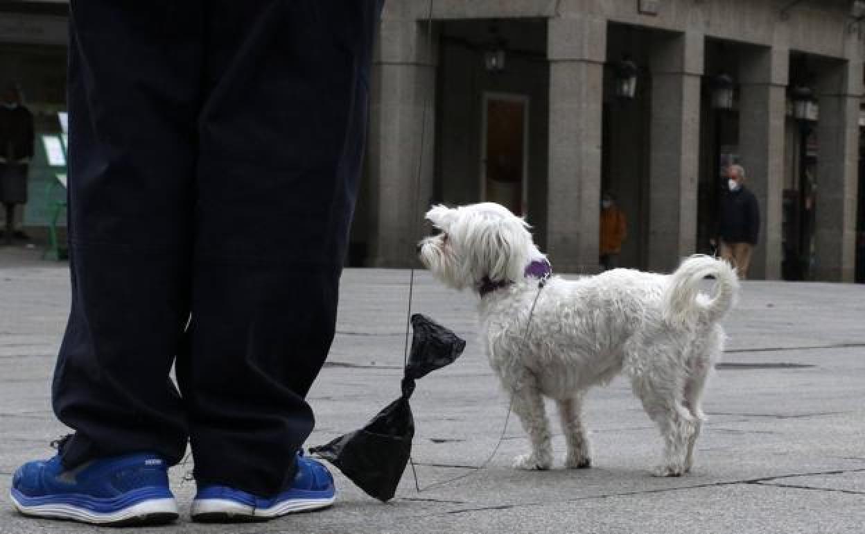 Galindo reconoce que es «muy difícil pillar» a quienes abandonan las heces de los perros en la calle