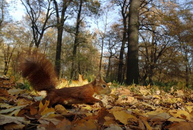 Parque Real Lazienki (Polonia): 68.306 reseñas. Puntuación: 4.8