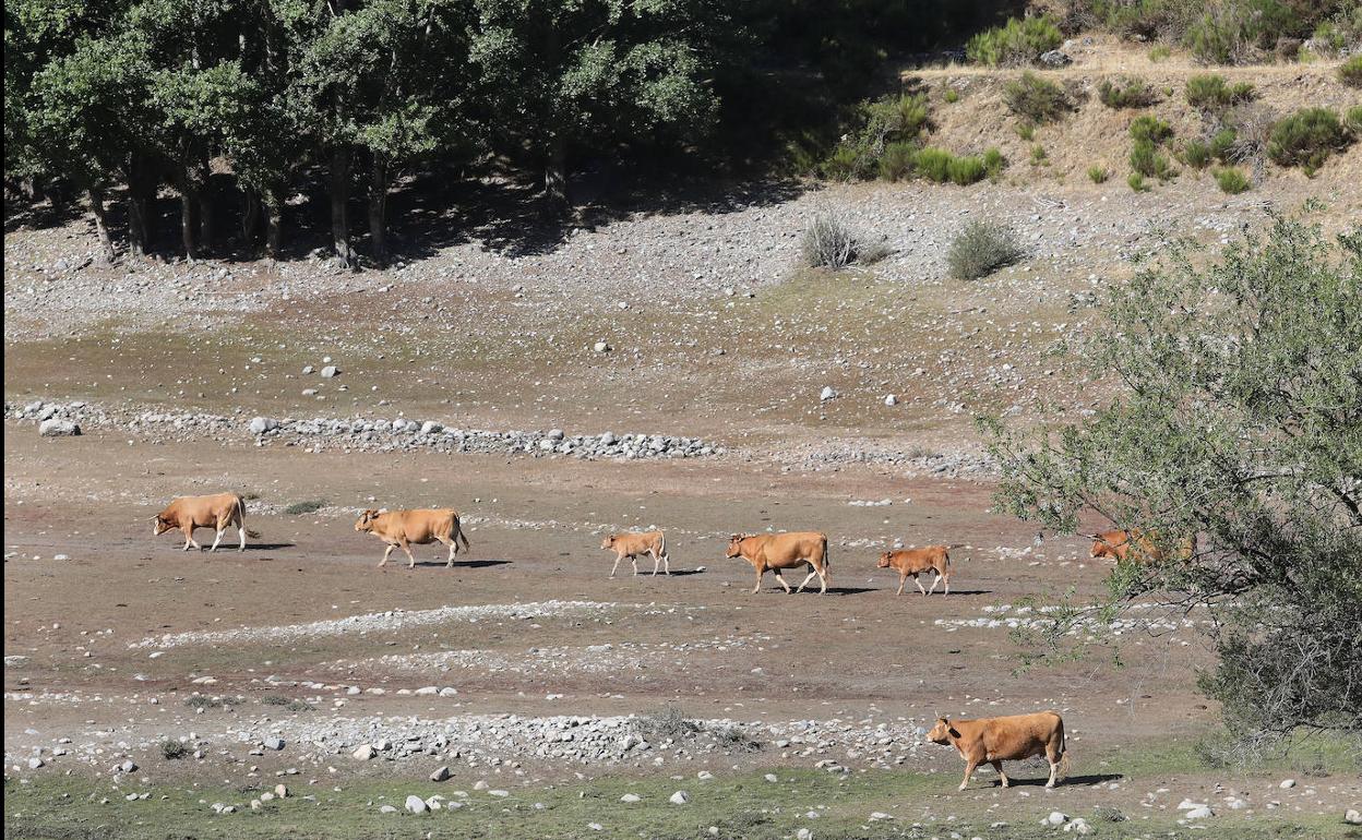 Las vacas pastan por la zona totalmente seca del embalse de Camporredondo. 