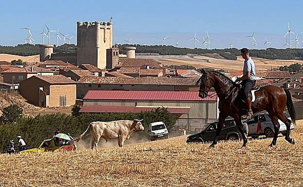 El ncierro por el campo de Torrelobatón dejó bonitas estampas para el recuerdo 