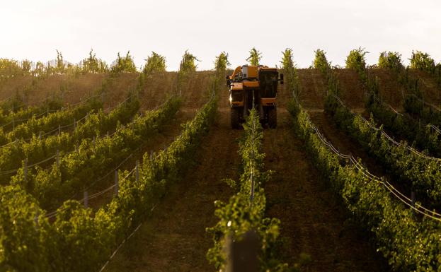 La sequía provoca la vendimia más temprana de los últimos siete años en Rueda