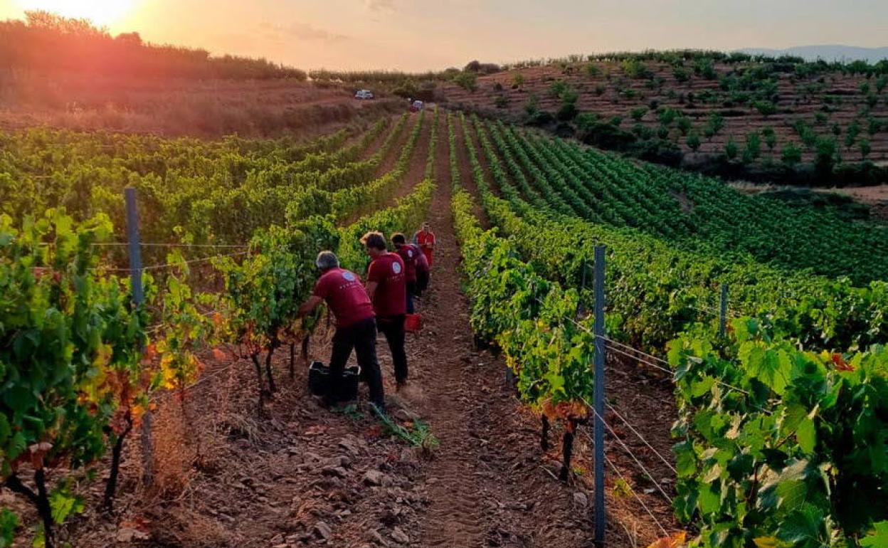 Vendimia en la Sierra de Salamanca. 