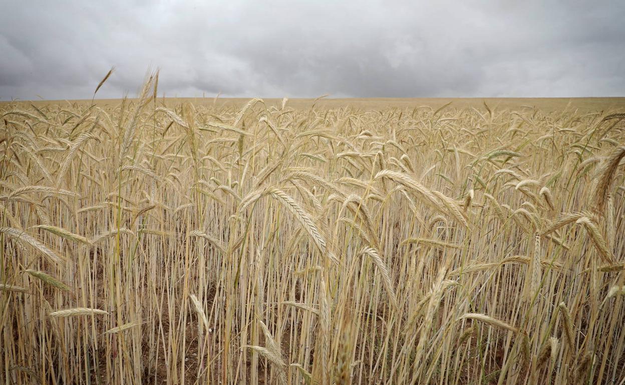 Campo de cereal.