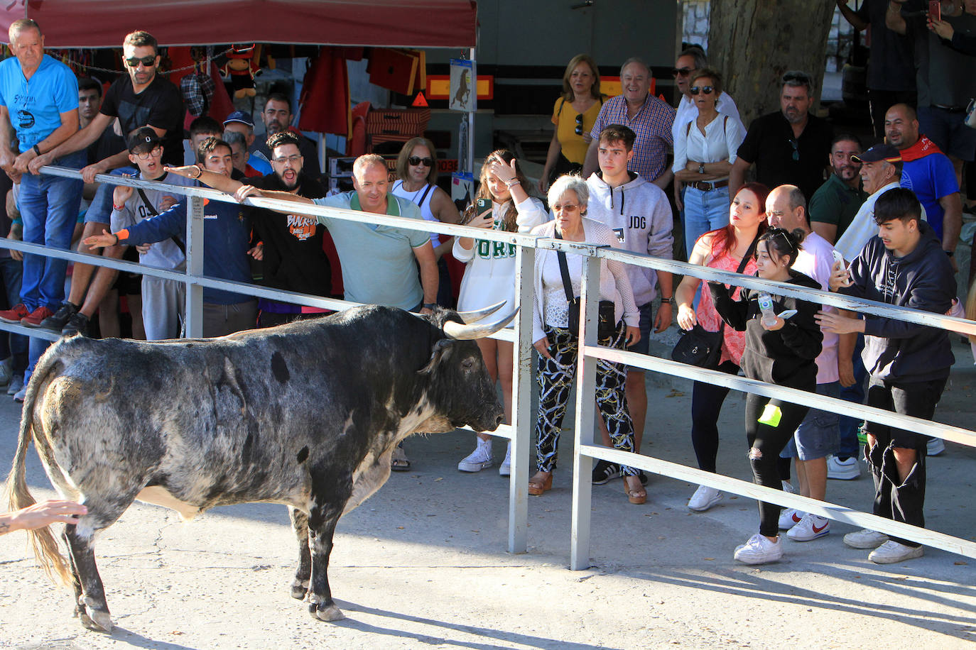 Galería. Primer encierro de las fiestas de Cuéllar.