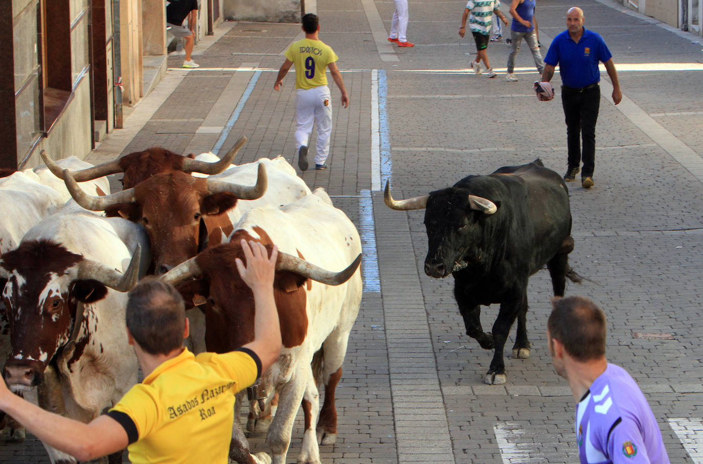 Encierro del martes en las fiestas de Cuéllar.