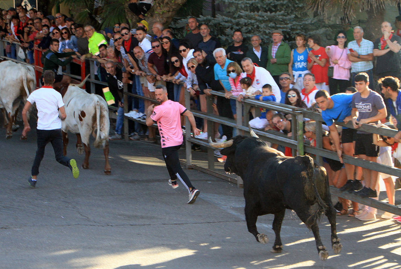 Encierro del martes en las fiestas de Cuéllar.