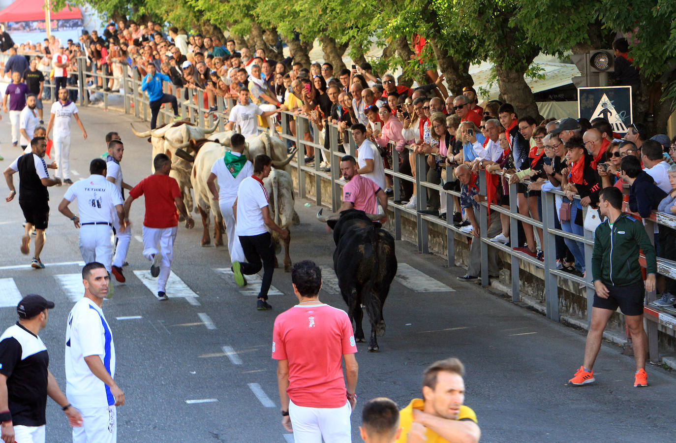 Encierro del martes en las fiestas de Cuéllar.