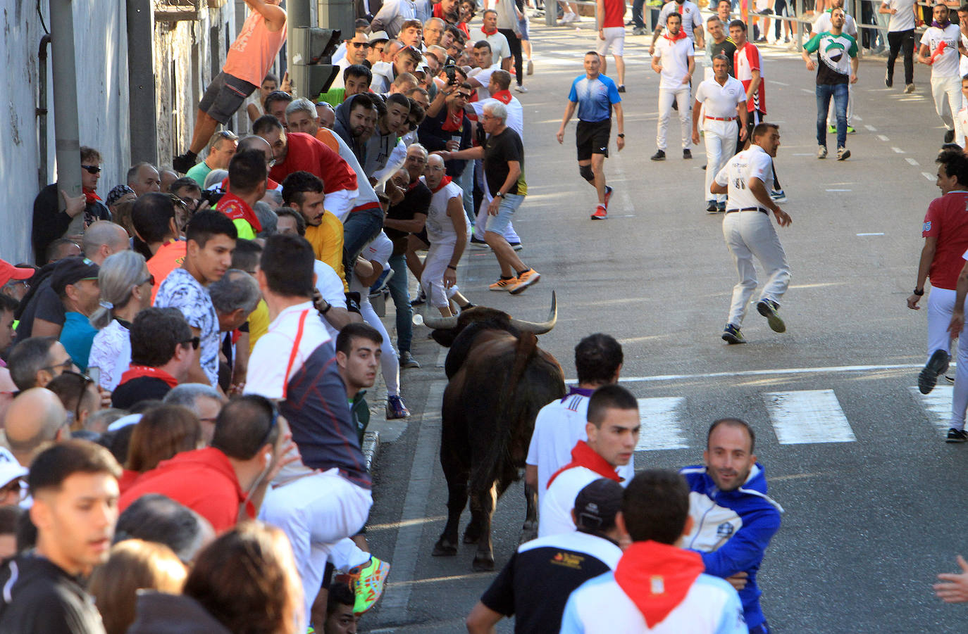 Encierro del martes en las fiestas de Cuéllar.