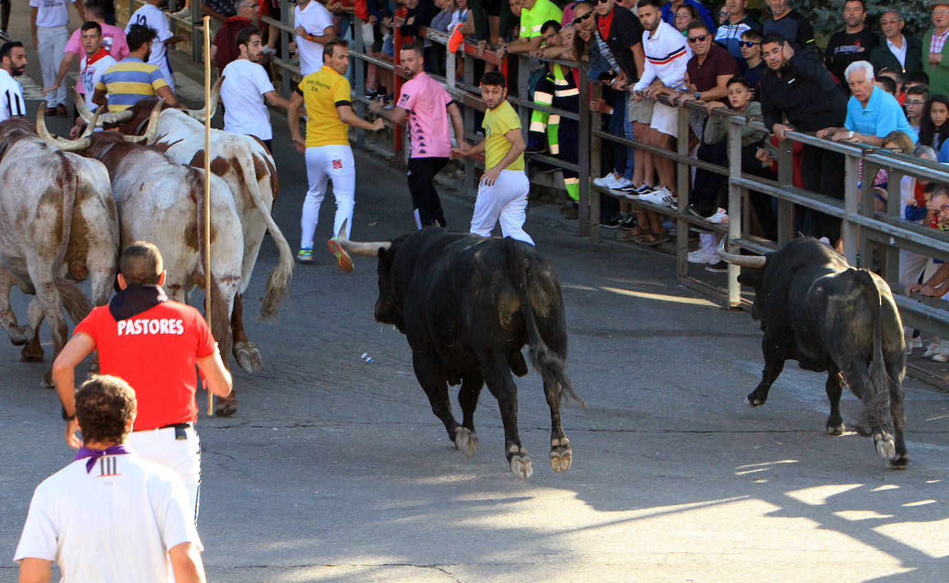 Encierro del martes en las fiestas de Cuéllar.