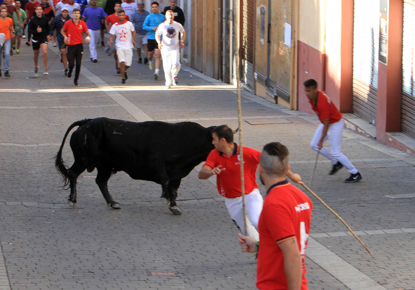 Encierro del martes en las fiestas de Cuéllar.