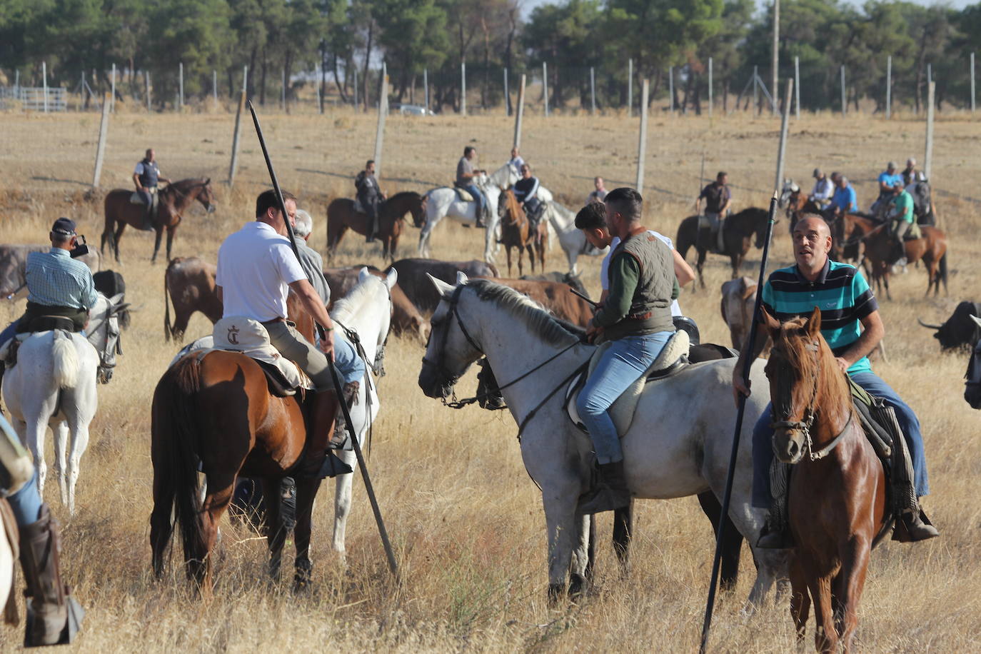 Fotos: Primer encierro de las Fiestas de Medina del Campo (2/2)