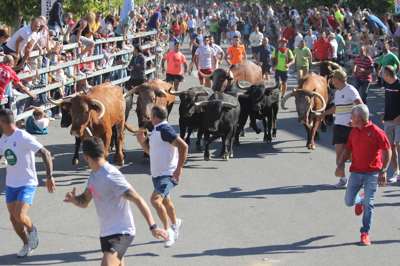 Fotos: Primer encierro de las Fiestas de Medina del Campo (2/2)