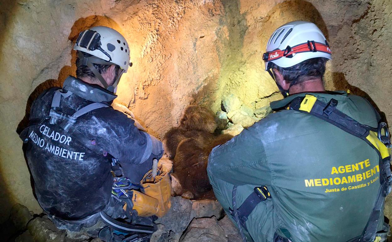 Los trabajadores de Medio Ambiente localizan los restos de la osa despeñada junto a su osezno y otra cría 