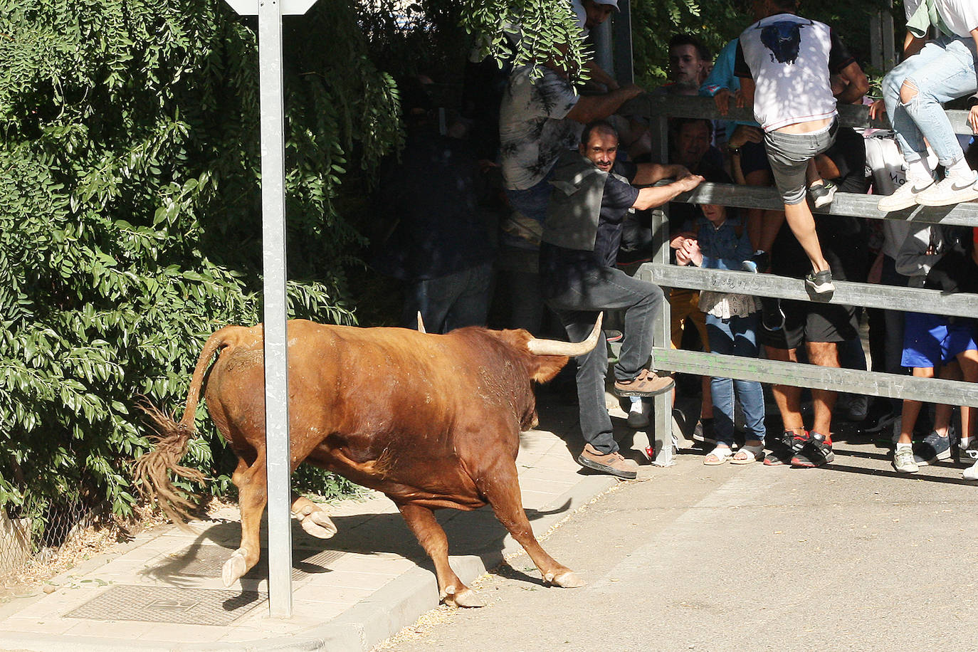 Fotos: Secuencia de la cogida en el segundo encierro de Medina del Campo