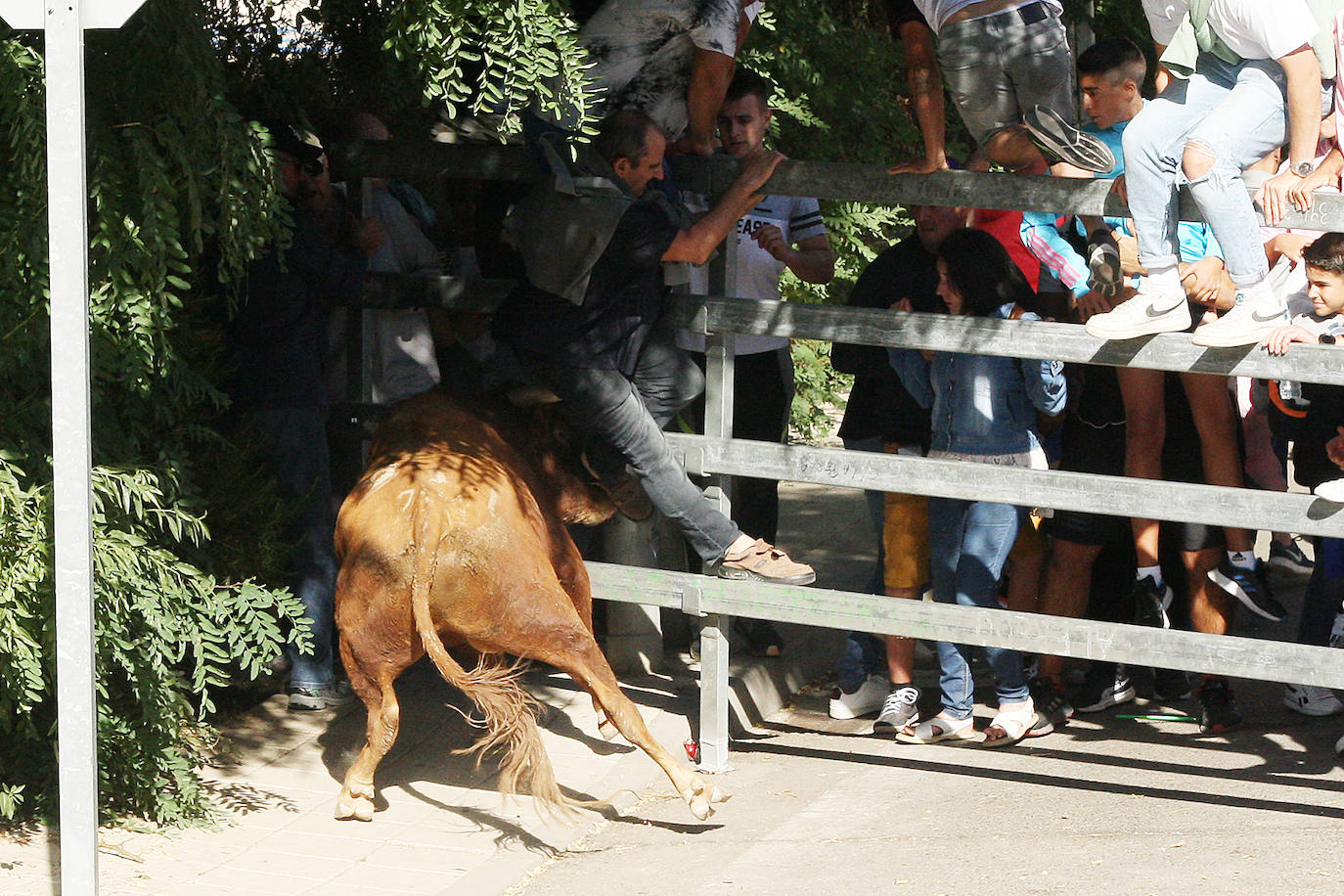 Fotos: Secuencia de la cogida en el segundo encierro de Medina del Campo