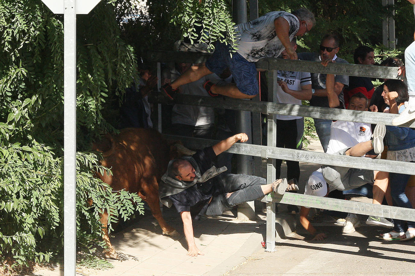 Fotos: Secuencia de la cogida en el segundo encierro de Medina del Campo