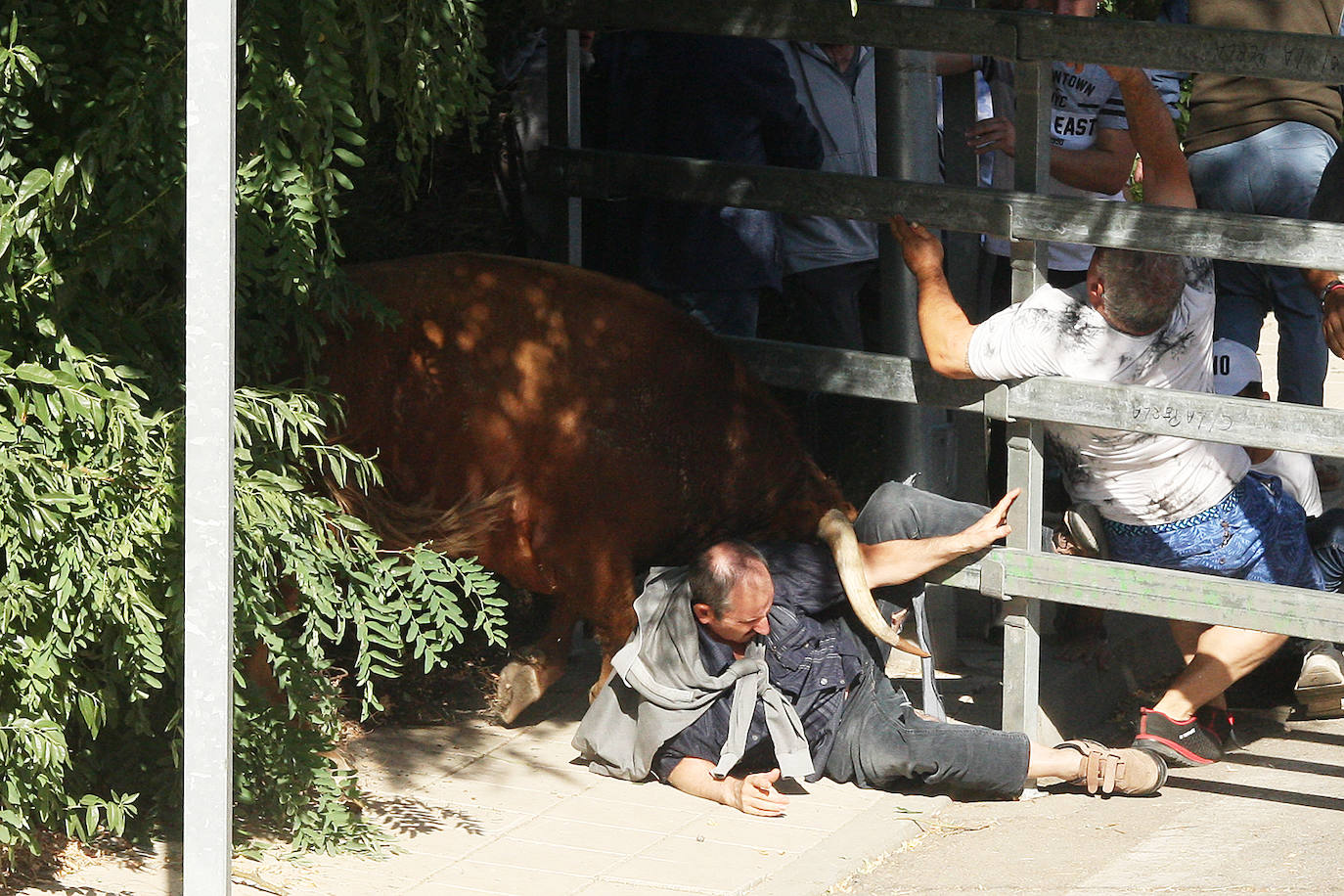 Fotos: Secuencia de la cogida en el segundo encierro de Medina del Campo