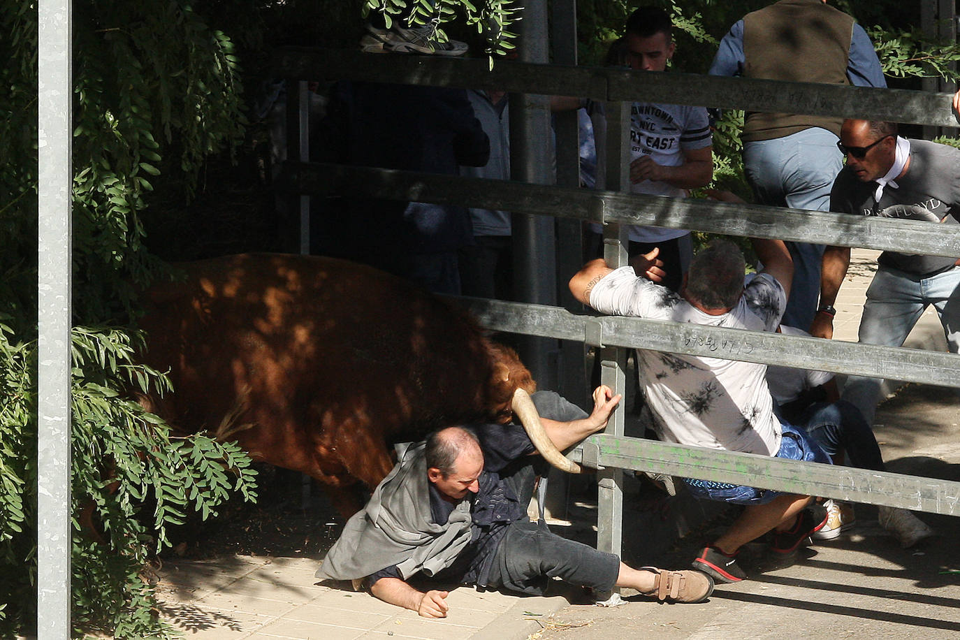 Fotos: Secuencia de la cogida en el segundo encierro de Medina del Campo