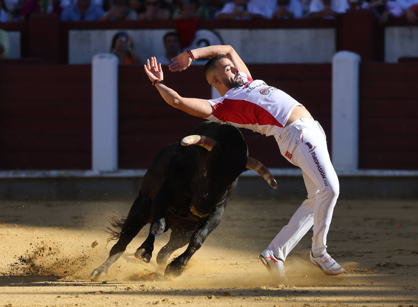 Fotos: La final de Corte Puro, en la plaza de toros de Valladolid