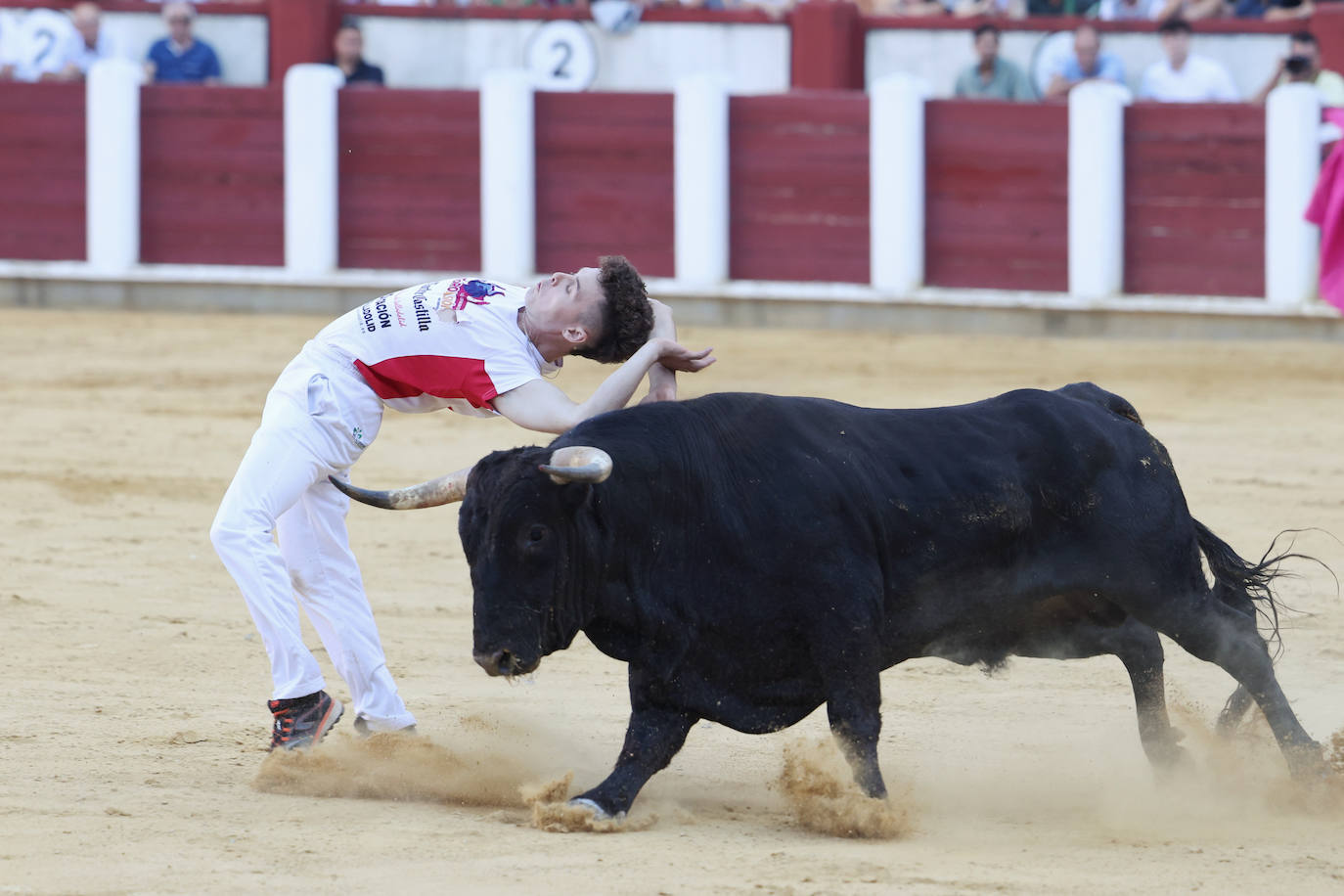 Fotos: La final de Corte Puro, en la plaza de toros de Valladolid
