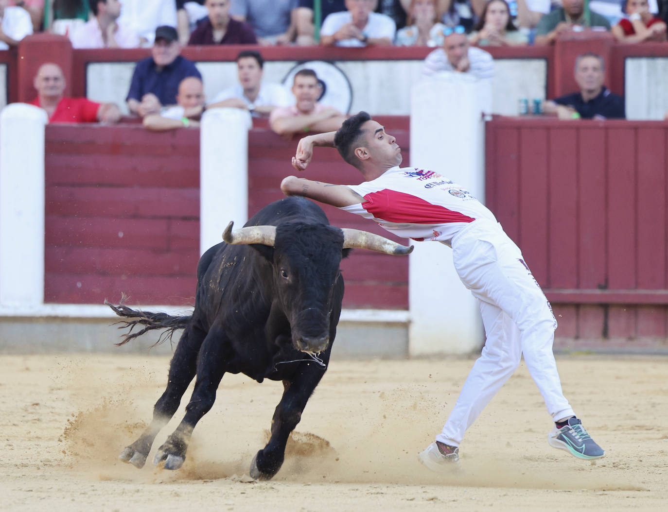 Fotos: La final de Corte Puro, en la plaza de toros de Valladolid