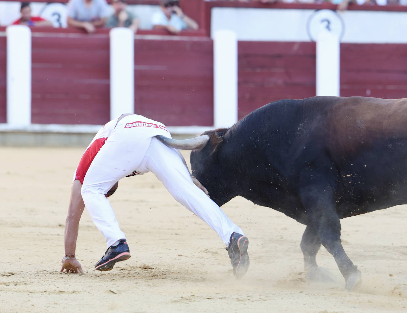 Fotos: La final de Corte Puro, en la plaza de toros de Valladolid