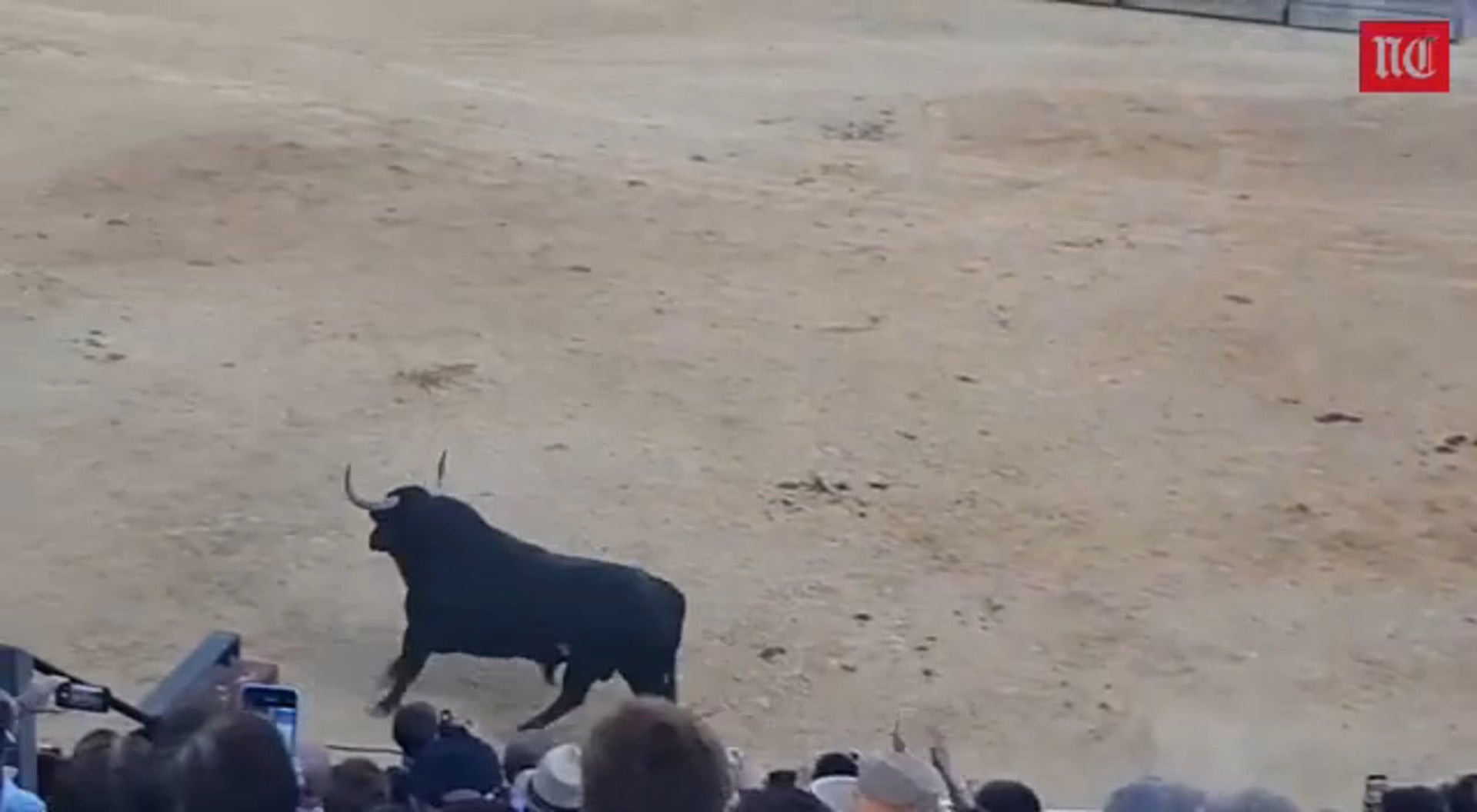 El Toro de la Vega, 'Manjar', se presenta en Tordesillas