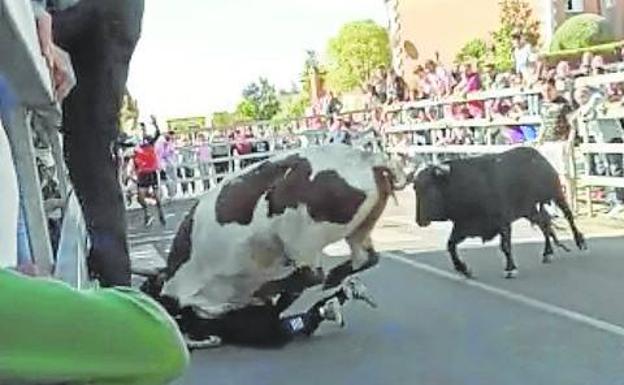 El cabestro arrolla a Tomás Macías, en el segundo encierro de Medina del Campo.