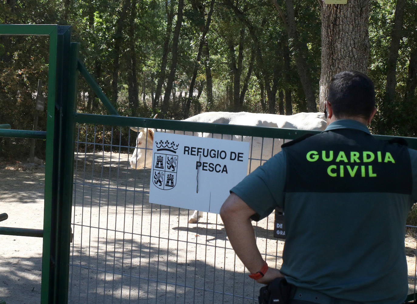 Búsqueda del toro desaparecido en los encierros de Valsaín