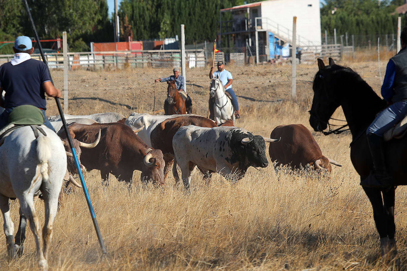 Fotos: Tercer encierro en las fiestas de San Antolín de Medina del Campo