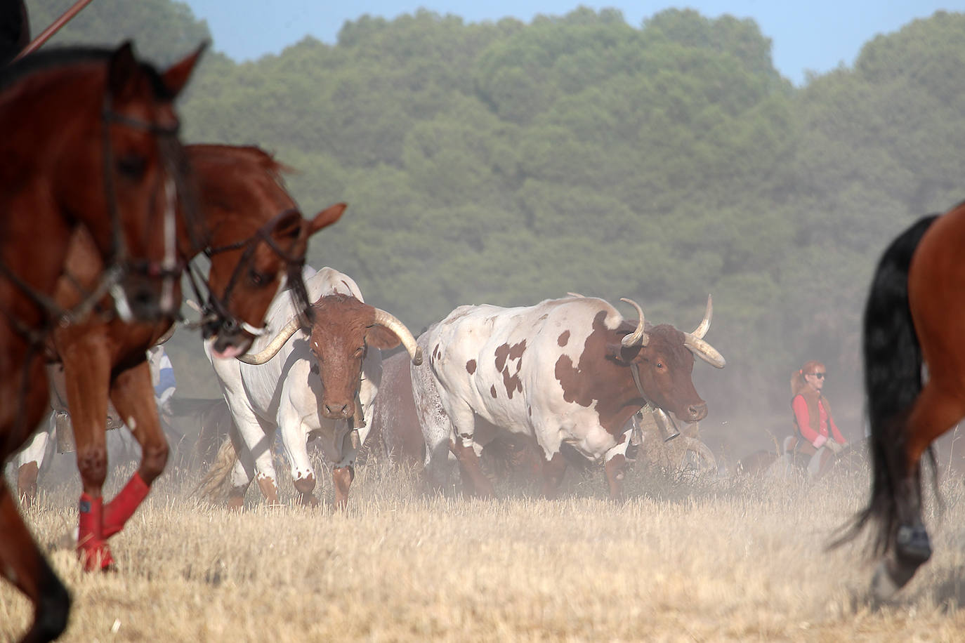 Fotos: Tercer encierro en las fiestas de San Antolín de Medina del Campo