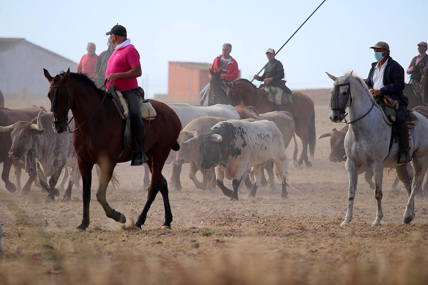 Fotos: Tercer encierro en las fiestas de San Antolín de Medina del Campo