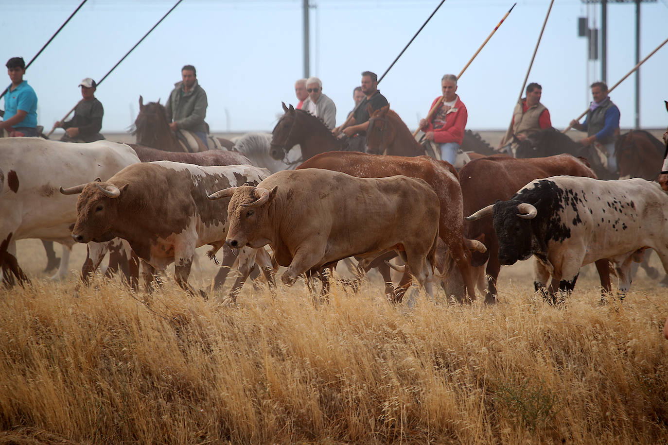Fotos: Tercer encierro en las fiestas de San Antolín de Medina del Campo