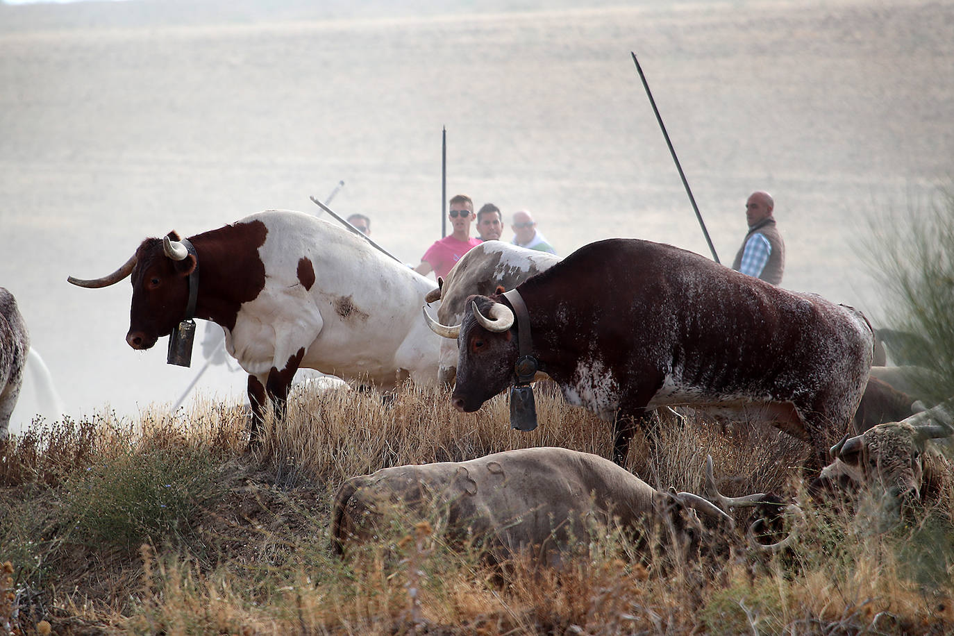 Fotos: Tercer encierro en las fiestas de San Antolín de Medina del Campo