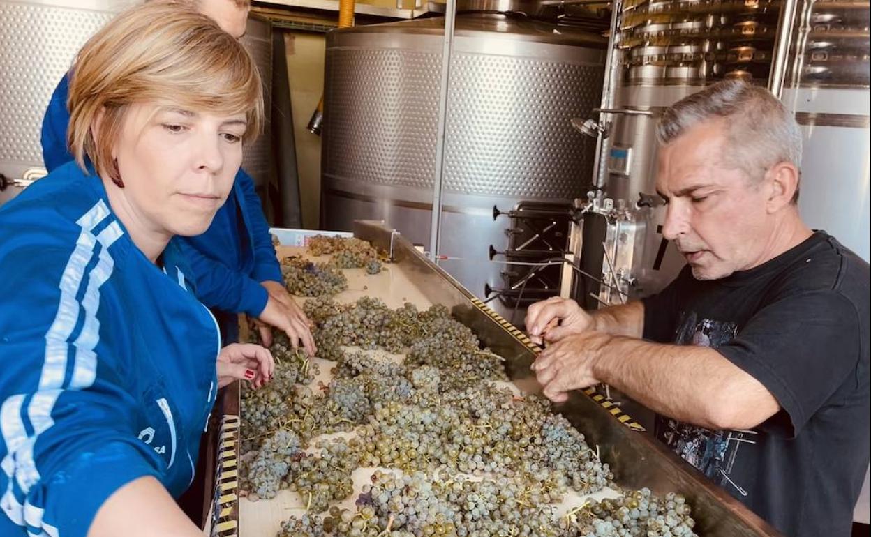Beatriz Fernández Pujo en la mesa de selección de uvas de Liberalia. 