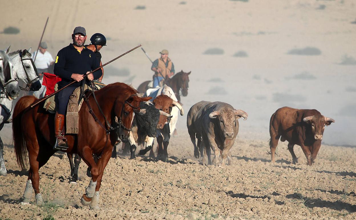Los caballistas conducen a la manada en el encierro de Medina del Campo.