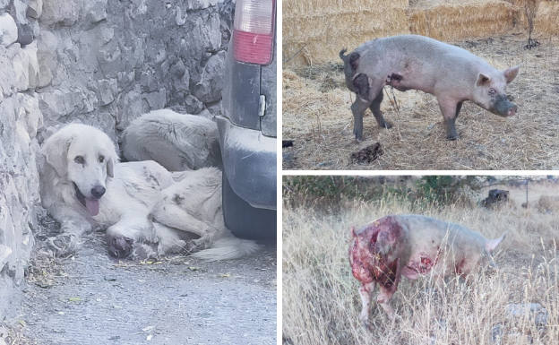 A la izquierda, uno de los perros de Santiuste de Pedraza; a la derecha, cerdos atacados por los mastines.