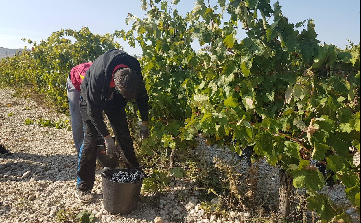 Arranca la vendimia en la DO Cigales con racimos más pequeños pero de mayor concentración