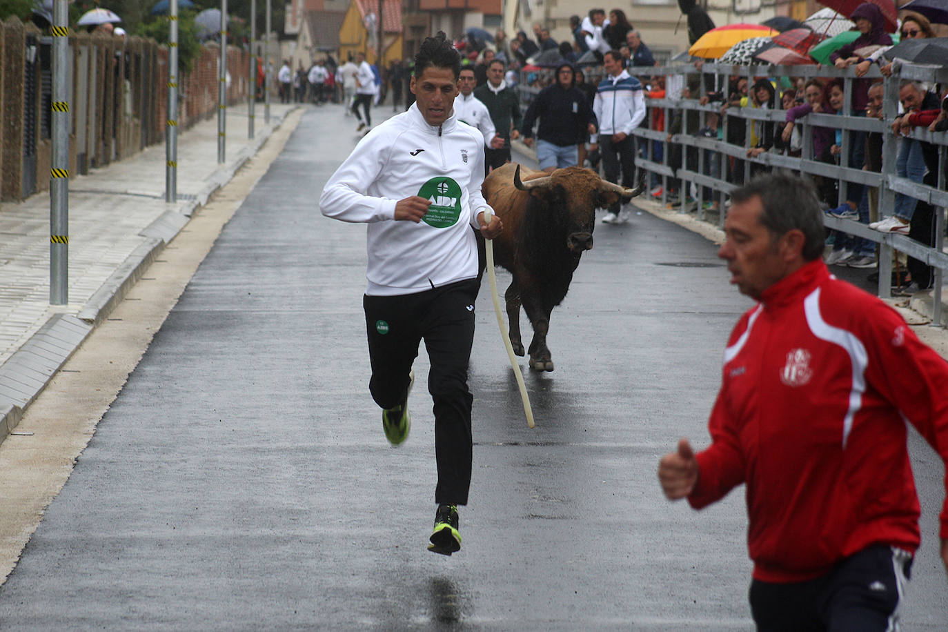 Fotos: Último encierro de las fiestas de San Antolín de Medina del Campo, en imágenes