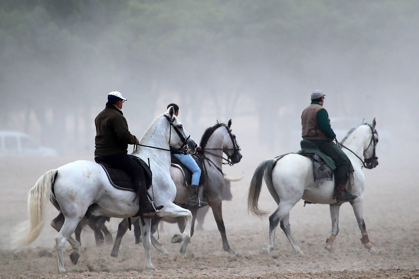 Fotos: Último encierro de las fiestas de San Antolín de Medina del Campo, en imágenes