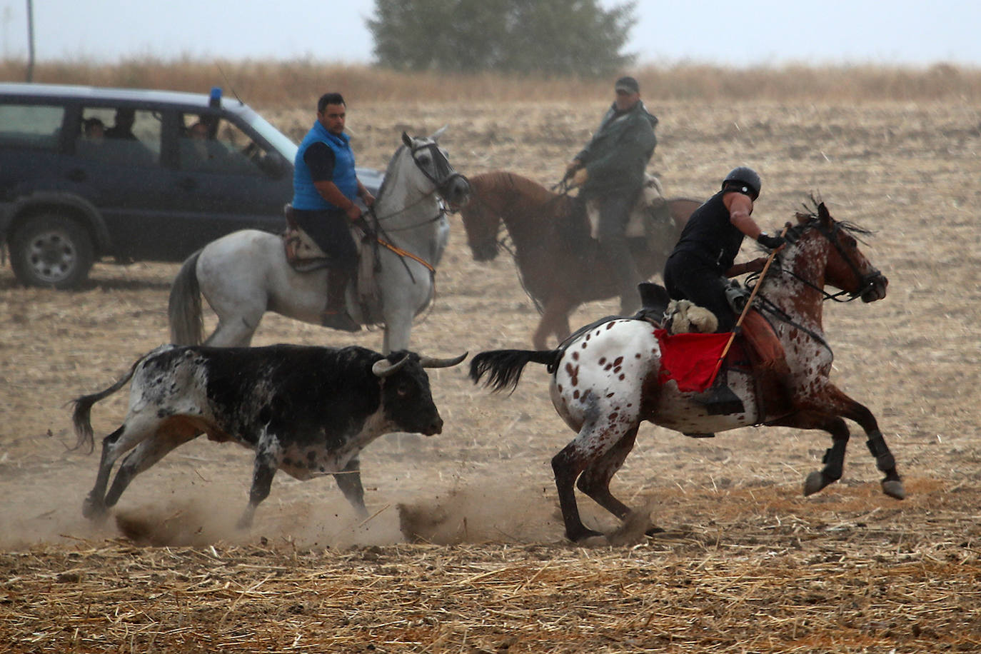 Fotos: Último encierro de las fiestas de San Antolín de Medina del Campo, en imágenes