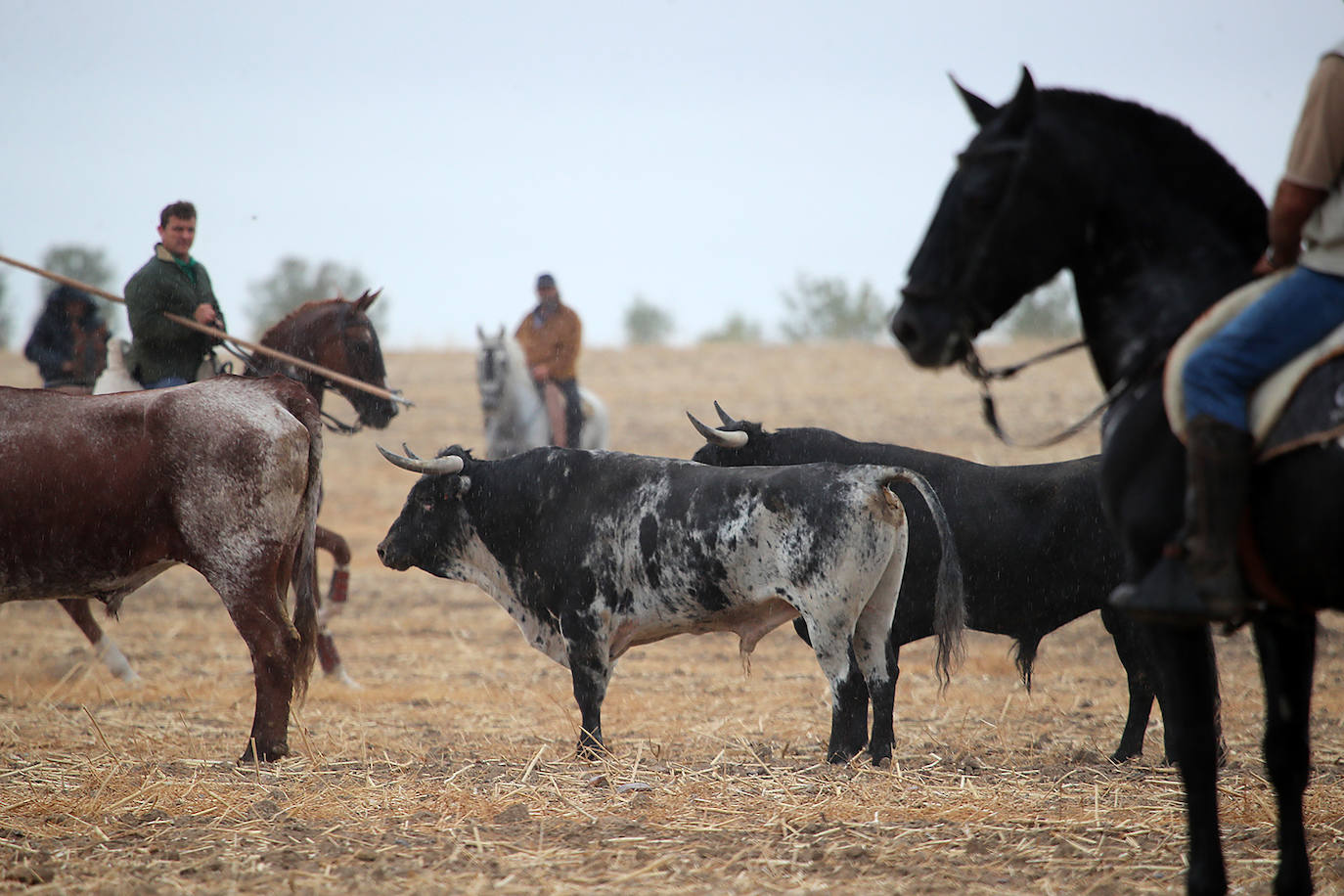 Fotos: Último encierro de las fiestas de San Antolín de Medina del Campo, en imágenes