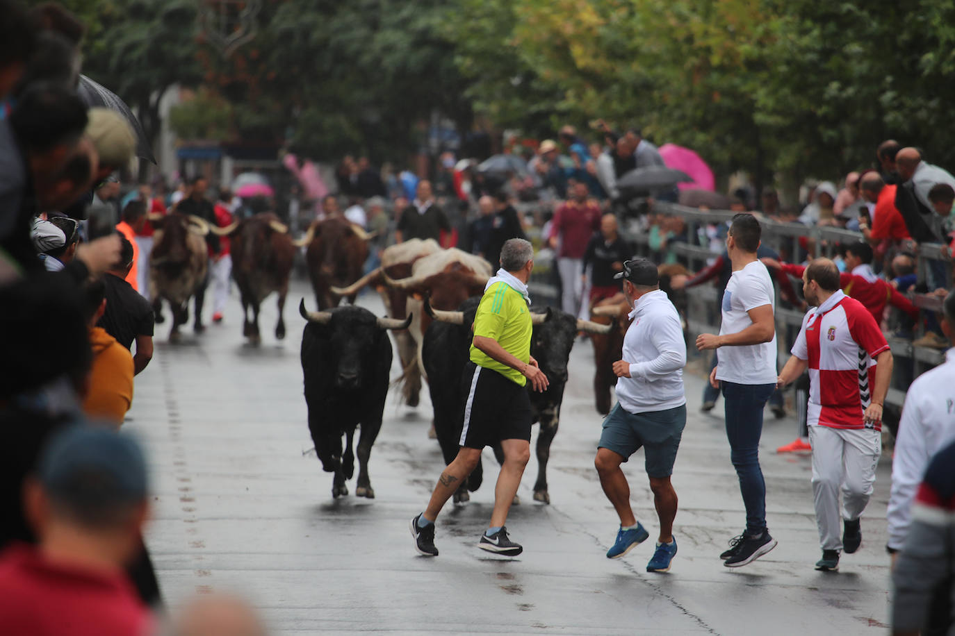 Fotos: Último encierro de las fiestas de San Antolín de Medina del Campo, en imágenes