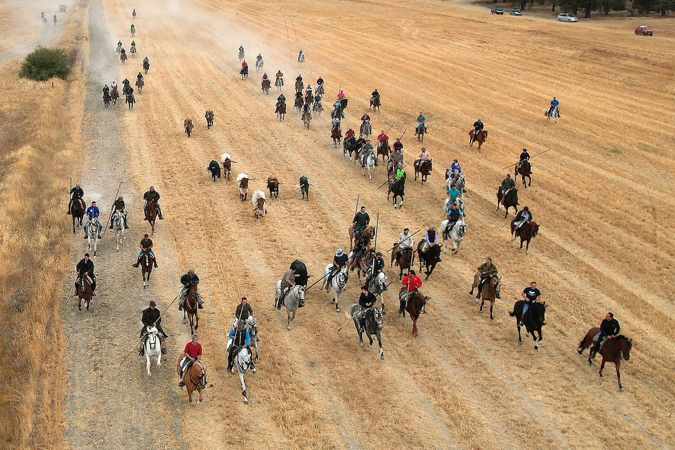 Fotos: Último encierro de las fiestas de San Antolín de Medina del Campo, en imágenes