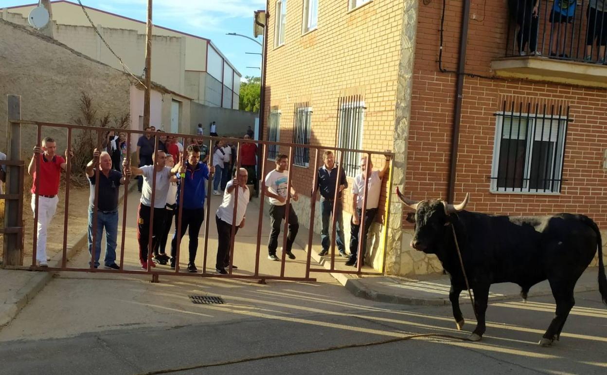 El toro enmaromado, en las calles de la localidad. 