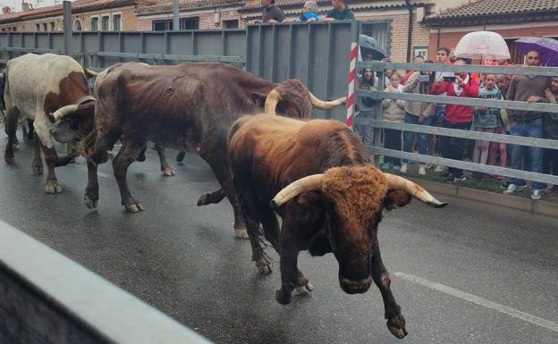 Los novillos de la Ganadería de Vellosino, este jueves, en las calles de Medina. 