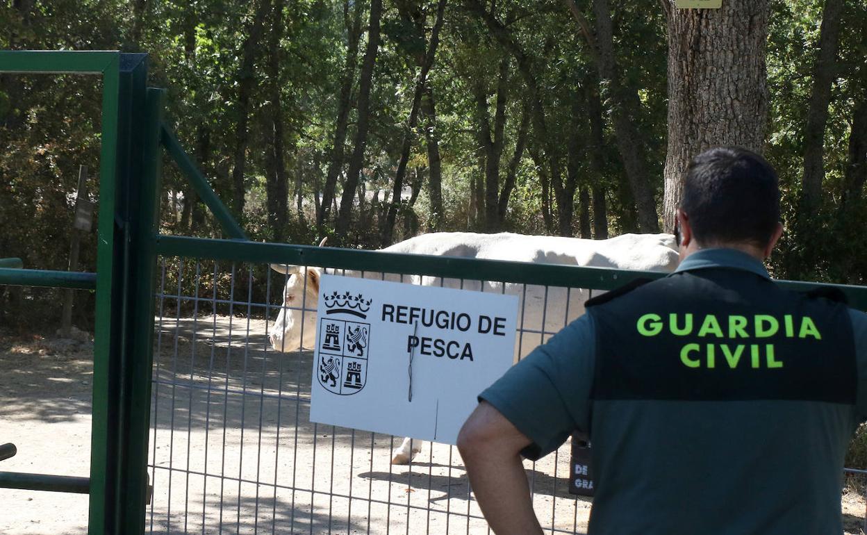 Un agente de la Guardia Civil inspecciona una finca próxima a Valsaín.