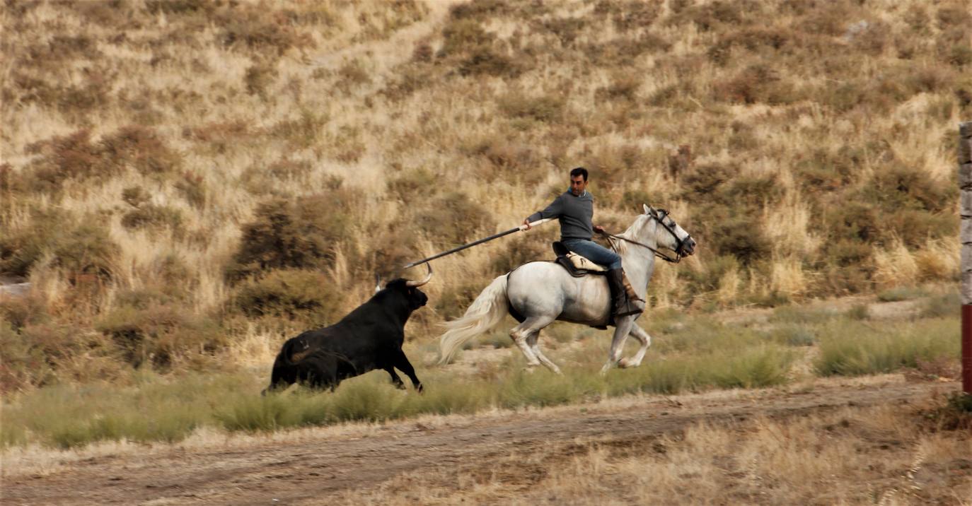 Fotos: Encierro mixto en Portillo (2/2)