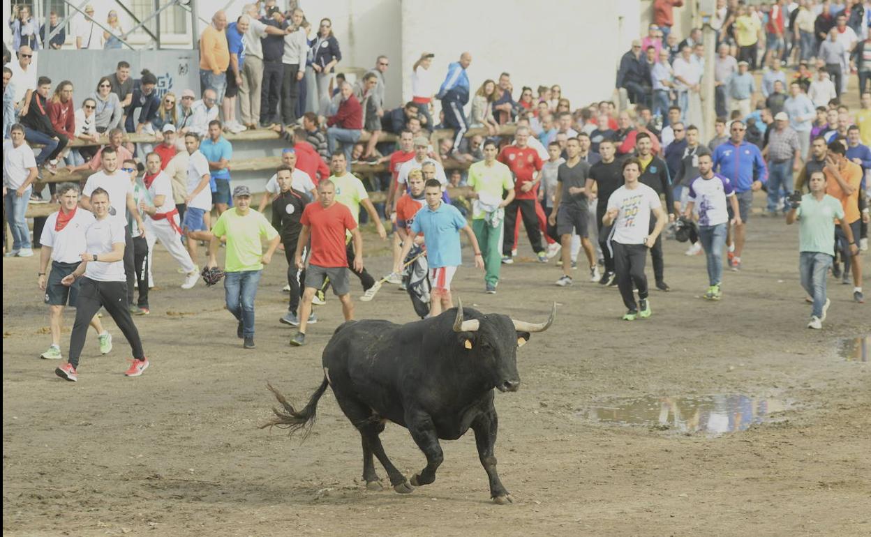 Clebración del Toro de la Vega en 2019. 